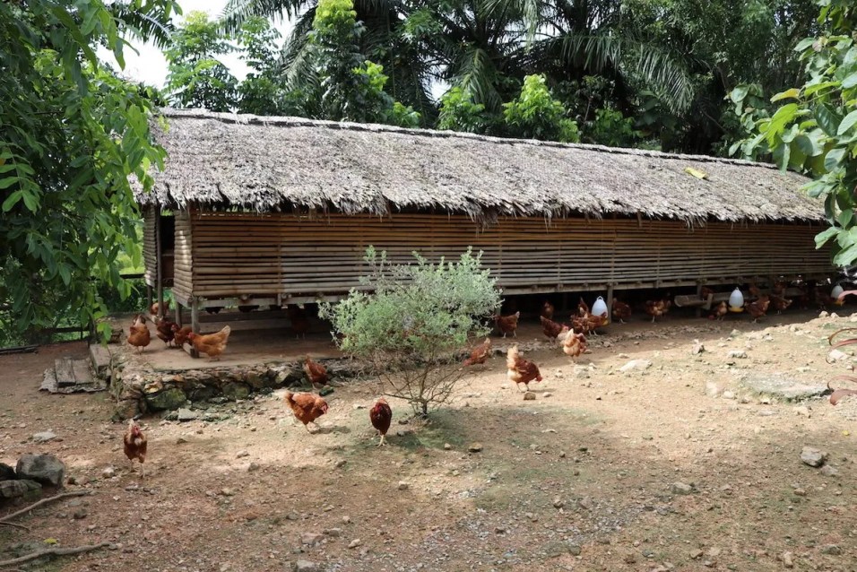 Chicken farm