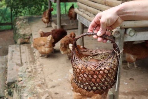 Fresh eggs from chicken farm