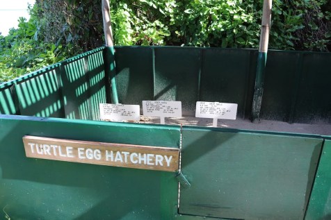 Sea turtle egg hatchery