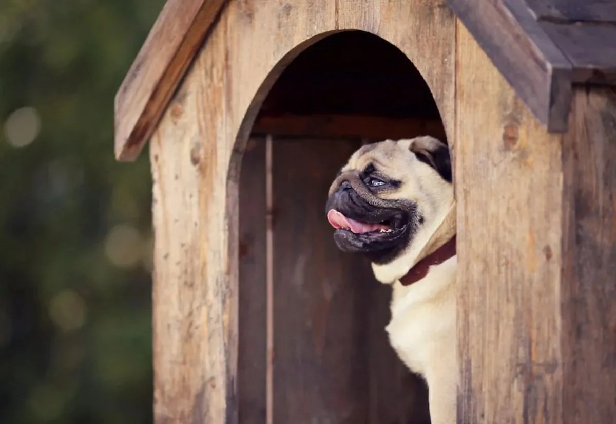 outdoor dog accessories