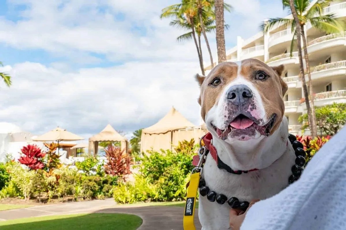 outdoor dog accessories